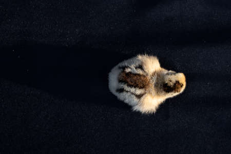 Baby Mini Cochin Chick on dark blue cloth background in studio light.の写真素材