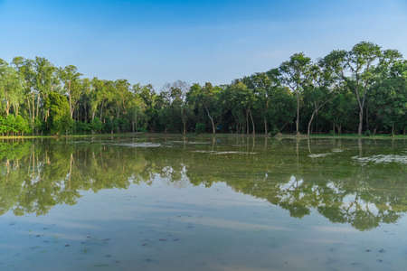 Asia Forest with the water reflex during open sky day.の写真素材