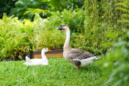 Male Goose standing and look for enemy to protect their couple in the garden at noon time.の写真素材