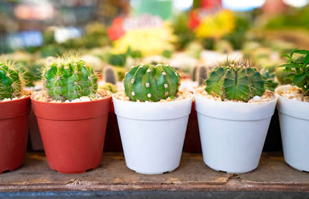 Close up glowing Various small Cactus are arranged in plastic pot for decorate home. That is the others choice for hobby in quarantine coronavirus period.の写真素材