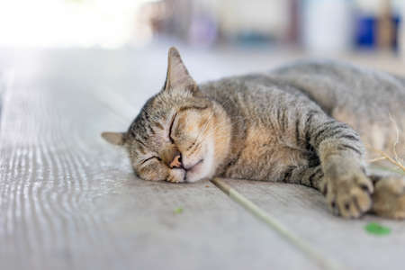 A gray funny drunk cat is sleeping after take a root of indian copperleaf (catnip) on the wooden...