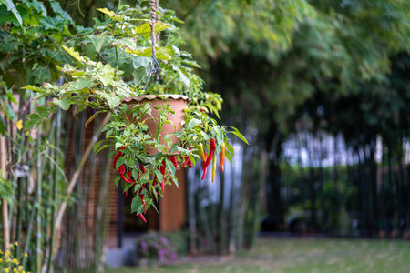 Chili Tree decoration in the beautiful gaden at noon.の写真素材