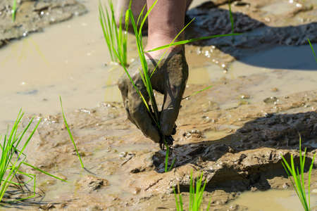 Close up to Asian man's hand hold the rice with mud on his hand for transplant rice seedlings in paddy rice.の写真素材