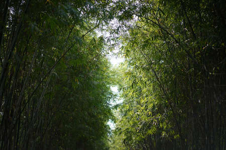 bamboo tree branches and leaves on the left and right side with empty sky in the middle.の写真素材