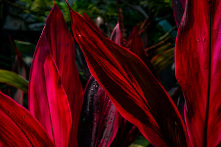 Abstract nature, close up to the Red leaf section with the water drop on the surface of it.
