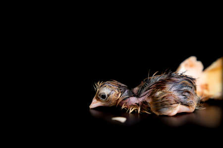 The 1st minute of Black Brown Chick hatches from egg on black background.の写真素材