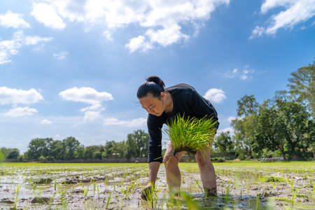 Amateur Asian man tests and tries to transplant rice seedlings in paddy rice field in the open sky day.の写真素材