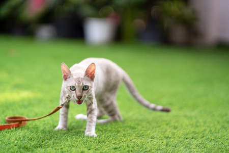 Angry cat is hissing and threatening and looking to camera in the artificial grass field.の写真素材