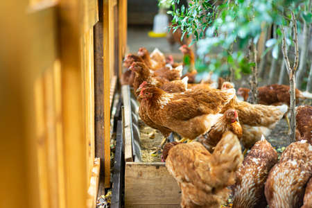 Hybrid Rhode Island Red hens are eating at the feeding trough near the brown fence.の写真素材