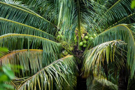 coconut tree, Cocos nucifera is a member of the palm tree family, Arecaceae and the only living species of the genus Cocos.の写真素材