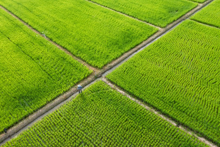 Beautiful rectangle green Paddy Rice Field from Drone view, Thailand.の写真素材