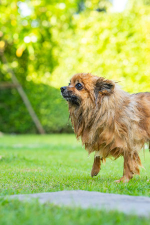 Pomeranian shakes off the water from it fur.の写真素材