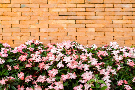 The backdrop of Brick wall with pink - white flower on the bottom for architecture and nature combination background story.の写真素材