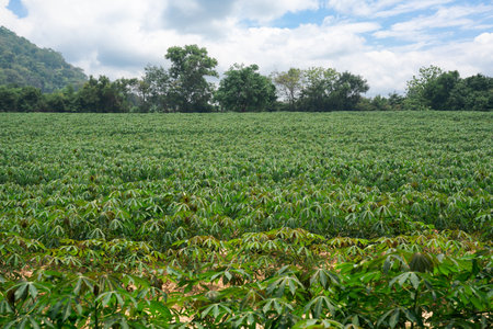 In a farm There are many cassava trees planted in rows. Itâs located in East of Thailand at Rayong Province.の写真素材