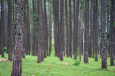 Pine trees grow nice and tidy in lines with equal spaces between lines in the pine trees forest.