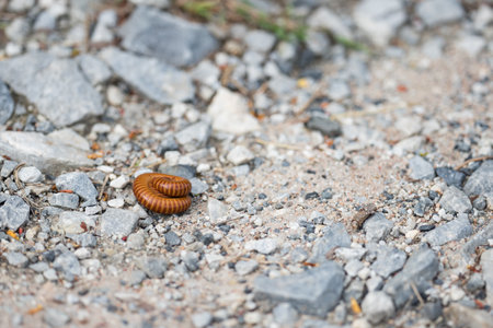 A Small brown millipedes curled up on the ground surrounded by small stones.の写真素材
