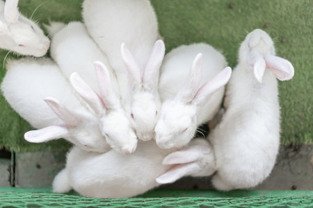 White rabbit group on green grass. Group of healthy Lovely bunny. Adorable baby rabbit in hatch with green grass nature. The Easter white hares. Close up of a rabbit.の写真素材
