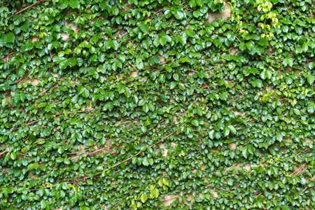 Greenery climbing plant growing on antique brick wall. Old brown brick wall covered with climbing...