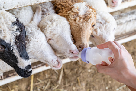 Beautiful cute sheep with curly hair suckling milk from a feeding bottle and eat grass or leaf that adult and kid holding behind a fence.の写真素材