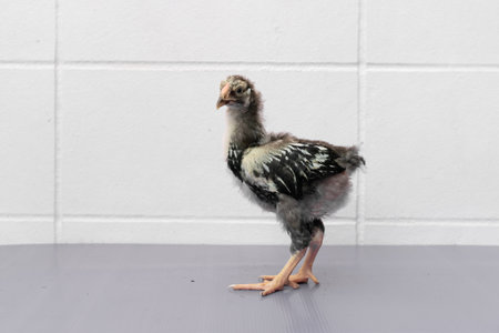 Black Chick is standing on purple gray table in outdoor light.の写真素材