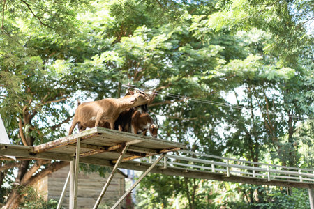 Two mountain goats are depicted standing above the mountain's base, with a sling line and a background of green trees.の写真素材