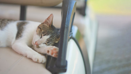 young female white brown cat dreaming by moving the eye inside sleeping on the golf car seat at the afternoon time.の写真素材