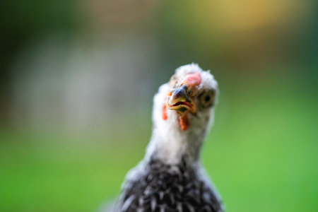 Feathers on chickens are gray and black. The red beak then stood on the grassy area.の写真素材