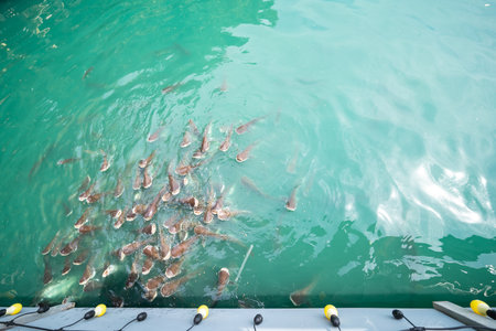 A group of catfish are swimming for food in the blue water with light bulbs hanging from the wall.の写真素材