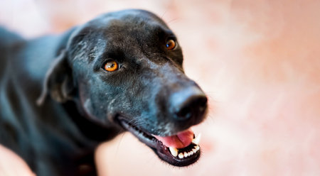 Cute black dog looking at camera on blur backgroundの写真素材