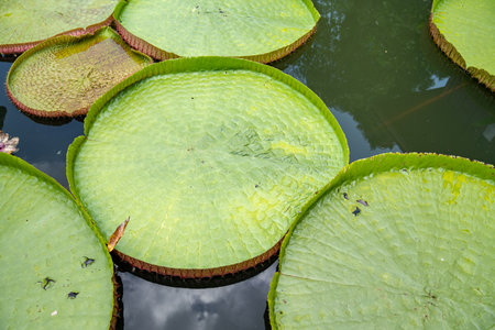 Close up to big LEAF of Lily Lotus in the poud swamp at outdoor field.の写真素材