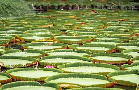 Close up to big LEAF of Lily Lotus in the poud swamp at outdoor field.の写真素材