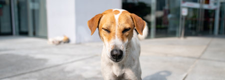 Close up to Brown - White Thai hybrid dog face with the panorama view.