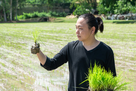 Amateur Asian man tests and tries to transplant rice seedlings in paddy rice field in the open sky day.の写真素材