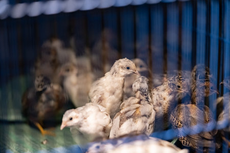 A group of Coturnix lived on a breeding farm, waited for the right time to sell.の写真素材