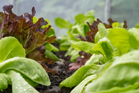Veggies with green leaves and russet vegetables The leaves have wavy edges. with brief succulent stalks.の写真素材