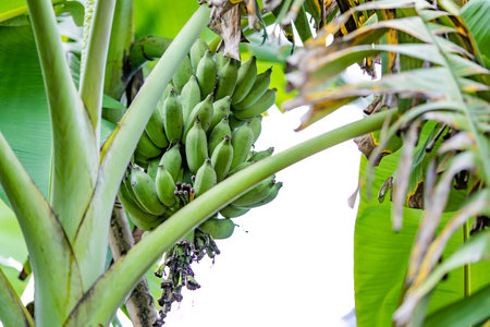 A banana plant with mixed green and yellow foliage is bearing an unripe banana with green fruit.の写真素材