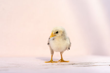 Close up full body baby chick standing on pink pastel colour table and wall in at outdoor sunlight.の写真素材