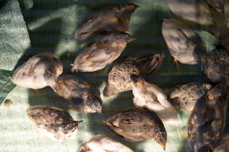 A group of Coturnix lived on a breeding farm, waited for the right time to sell.の写真素材
