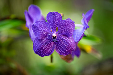 Phalaenopsis Blume, also known as moth orchids, is a precious violet purple blooming flower with a grid pattern on the petals that bloom all year.の写真素材