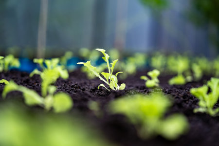 Close up of a sprout planted in the soil for planting. The stems of kale sprouts growing on the...
