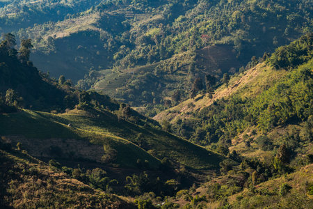 Mountain Serenity, Gentle sunlight paints mountain slopes covered in lush green forest. A tranquil...