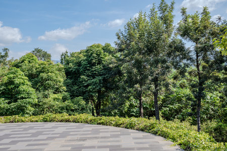 Trees with dense green foliage stand behind a paved open area. Clear sky and soft sunlight create a bright outdoor scene.の写真素材