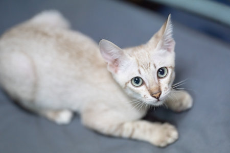 Cat striking contrast of a light brown mackerel tabby coat and piercing light green eyes draws our...