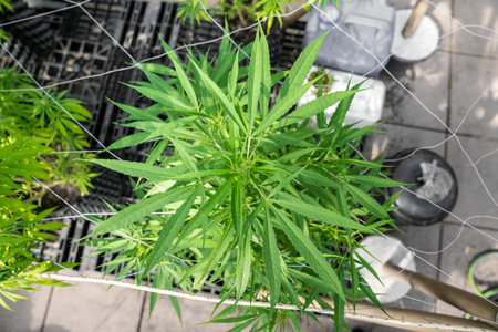 A lush plant with stem and leaves under the sunshine. A herbal plant used for medical purposes to...