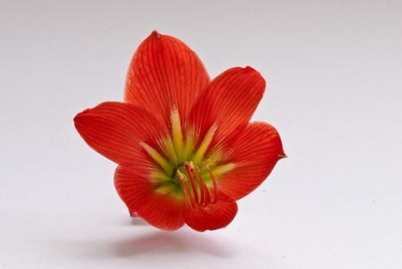 red flower , thailandの写真素材
