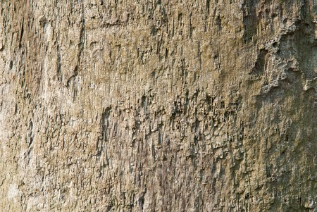 texture of treeの写真素材