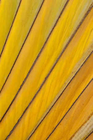 the beautiful patterns of tree の写真素材