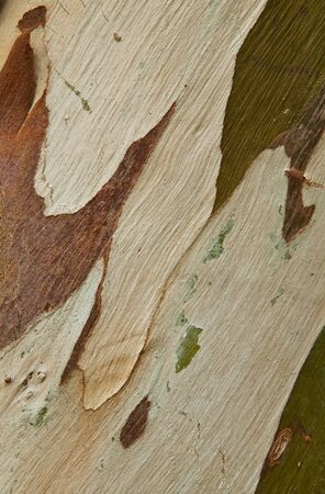 the beautiful patterns of tree bark