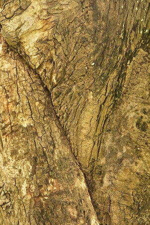 texture of treeの写真素材