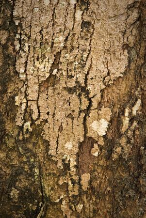 texture of treeの写真素材